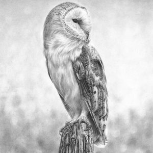 Barn Owl Watching